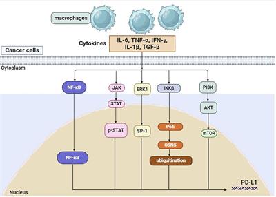 New insights into the role of macrophages in cancer immunotherapy